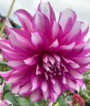 Dahlia 'Radegast' decorative large flowered - 2, 3 or 5 tubers - Free delivery within the UK