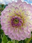 Dahlia 'Smoothy' (Ball Shaped) Tuber To Plant Yourself (Free UK Postage)