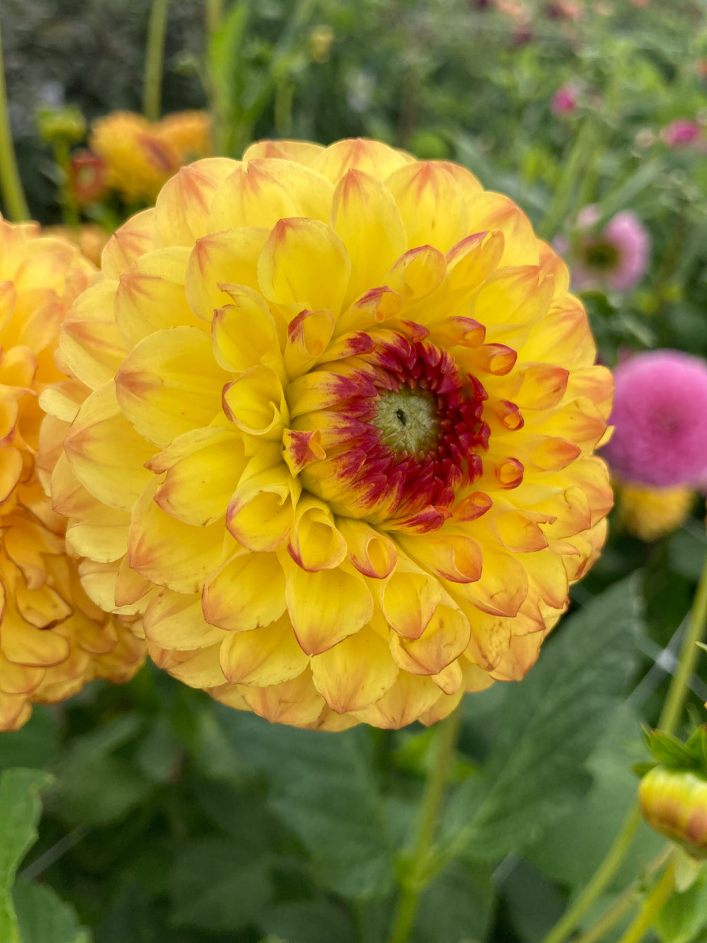 Dahlia 'Sunny Boy' ball flowered - 2, 3 or 5 tubers - Free delivery within the UK