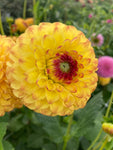 Dahlia 'Sunny Boy' ball flowered - 2, 3 or 5 tubers - Free delivery within the UK