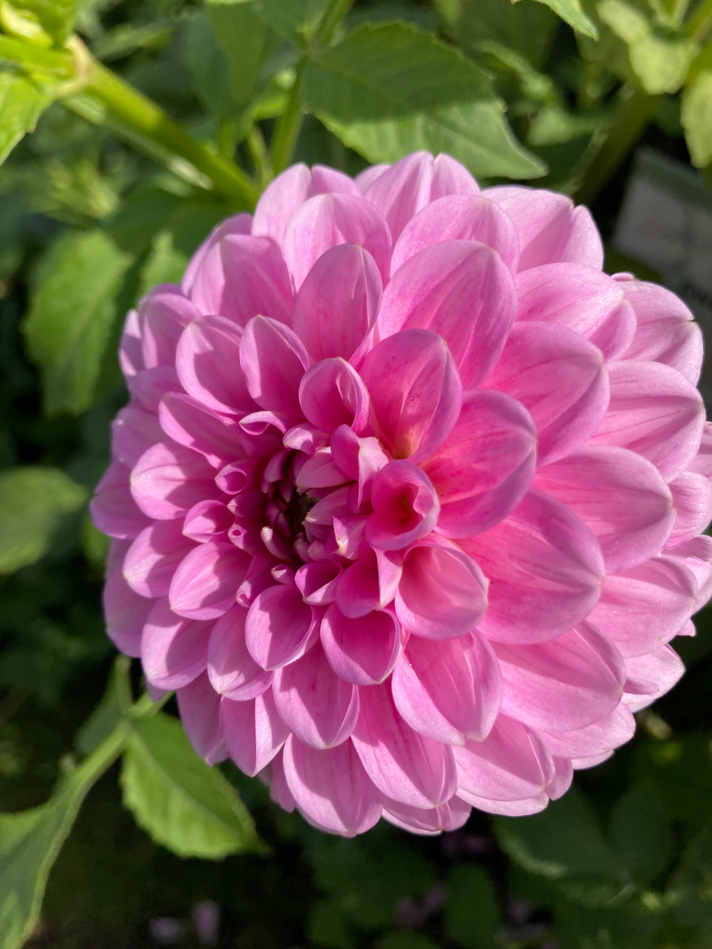 Mixed Dahlias Ball-Shaped (Tubers To Plant Yourself) Free UK Postage
