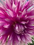 Dahlia Table Dancer Semi Cactus Type (Tubers To Plant Yourself) Free UK Postage