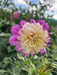 Dahlia 'Take Off' Anemone-Flowered (Tubers To Plant Yourself) Free UK Postage