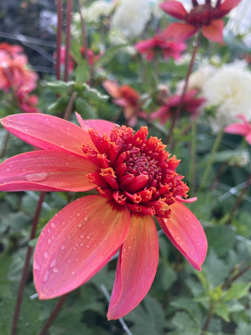Dahlia 'Totally Tangerine' Anemone-Flowered (Tubers To Plant Yourself) Free UK Postage