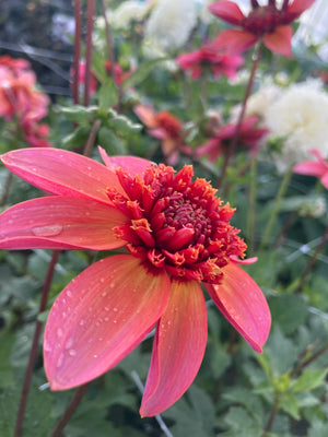 Dahlia 'Totally Tangerine' Anemone-Flowered (Tubers To Plant Yourself) Free UK Postage