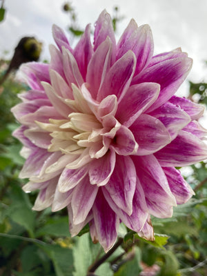 Dahlia 'Uncle B' decorative large flowered - 2, 3 or 5 tubers - Free delivery within the UK