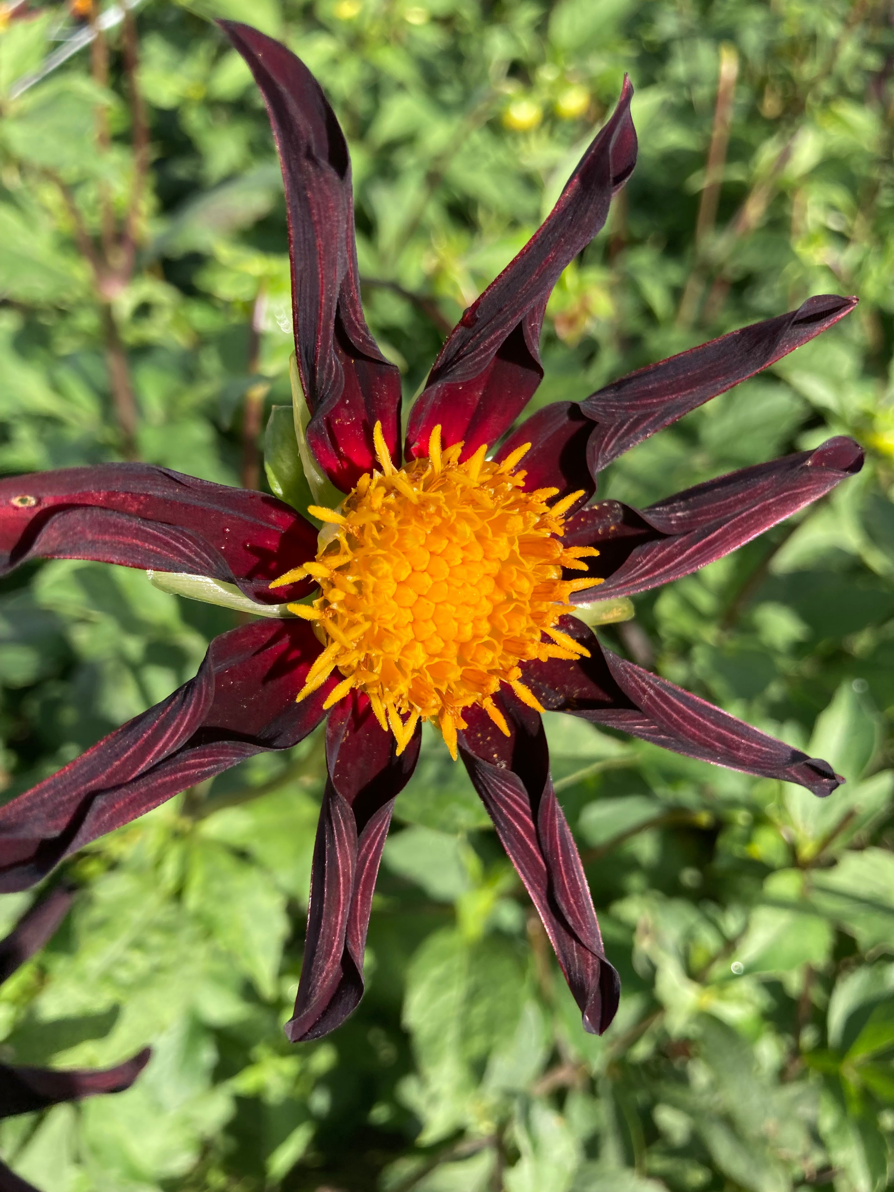 Dahlia 'Veronne's Obsidian' (Star Dahlia) Tuber To Plant (Free UK Postage)