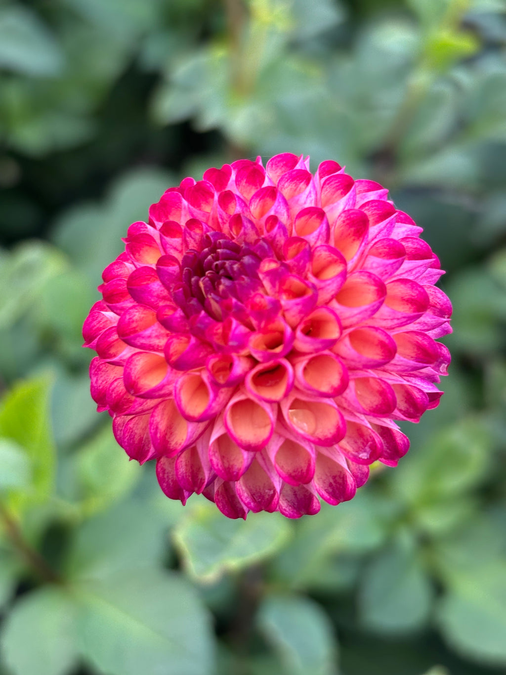 Red Dahlia 'Vino' Pompon Type (Tubers To Plant Yourself) Free UK Postage