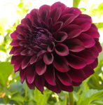 Dahlia 'Dark Destiny NEW' decorative small flowered - 2, 3 or 5 tubers - Free delivery within the UK