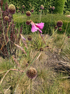 Pink Dierama (5cm Transplants or Plug Plants) Free UK Postage