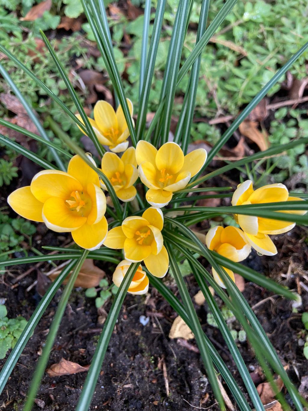 Yellow 'Dorothy' Crocus Bulbs (Free UK Postage)