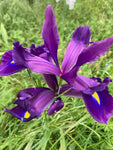 Purple-Blue Dutch Iris 'Discovery' Bulbs (Free Postage UK)