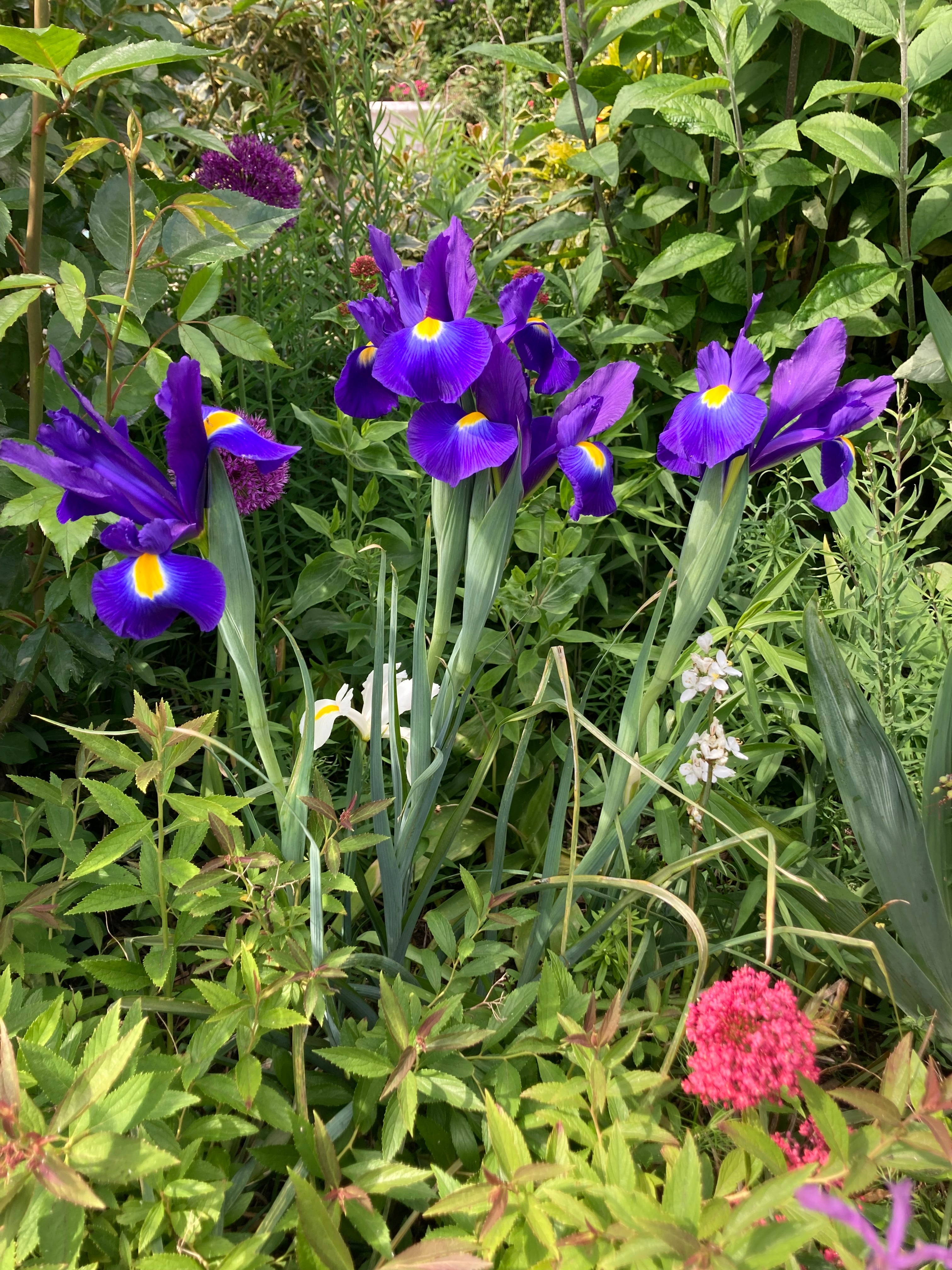 Blue-Gold Dutch Iris 'Valentine' Bulbs (Free Postage UK)