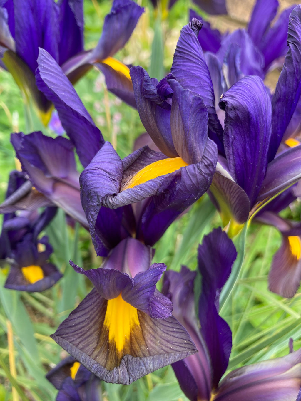 Blue-Bronze Dutch Iris 'Eye of the Tiger' Bulbs (Free Postage UK)