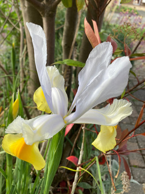 White and Yellow Dutch Iris 'Montecito' Bulbs (Free Postage UK)