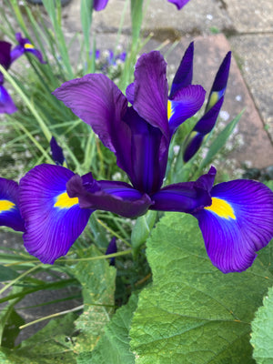 Blue-Gold Dutch Iris 'Valentine' Bulbs (Free Postage UK)