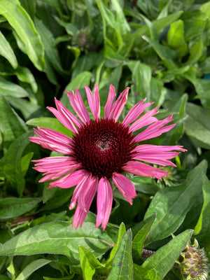 Echinacea angustifolia or Coneflower (Budding Sections of Bare Roots) Free UK Postage