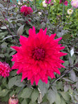 Dahlia 'Englehardt's Matador' decorative medium flowered - 2, 3 or 5 tubers - Free delivery within the UK