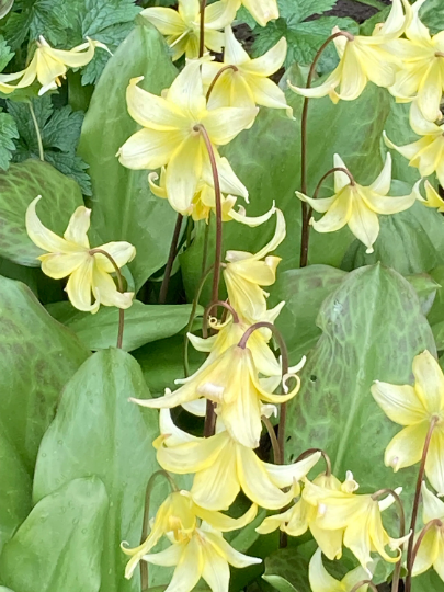 Erythronium pagoda Bulbs (Dog's Tooth Violet) Free UK Postage