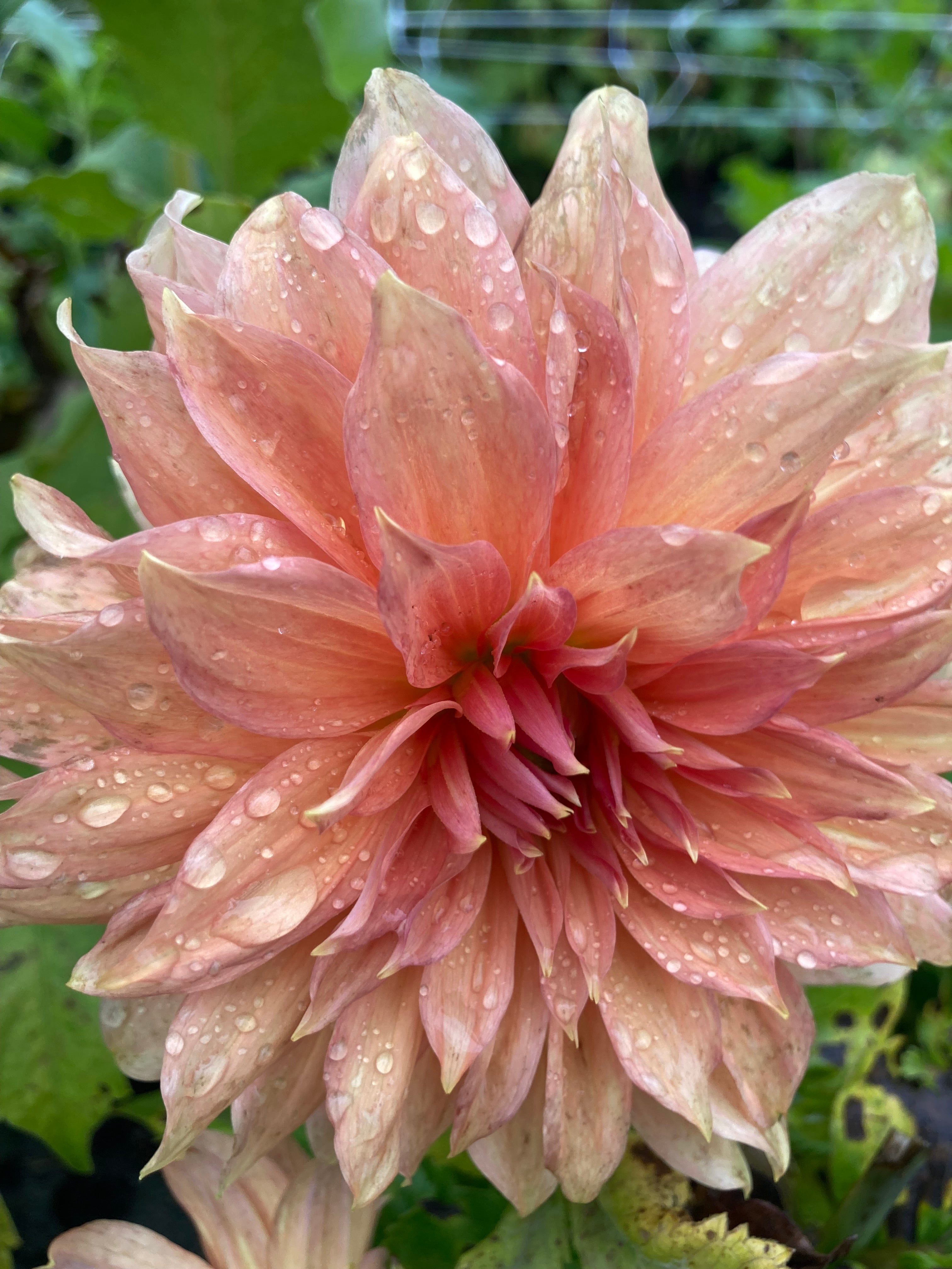 Dahlia 'Fairway Spur' decorative dinnerplate flowered - 2, 3 or 5 tubers - Free delivery within the UK