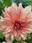 Dahlia 'Fairway Spur' decorative dinnerplate flowered - 2, 3 or 5 tubers - Free delivery within the UK