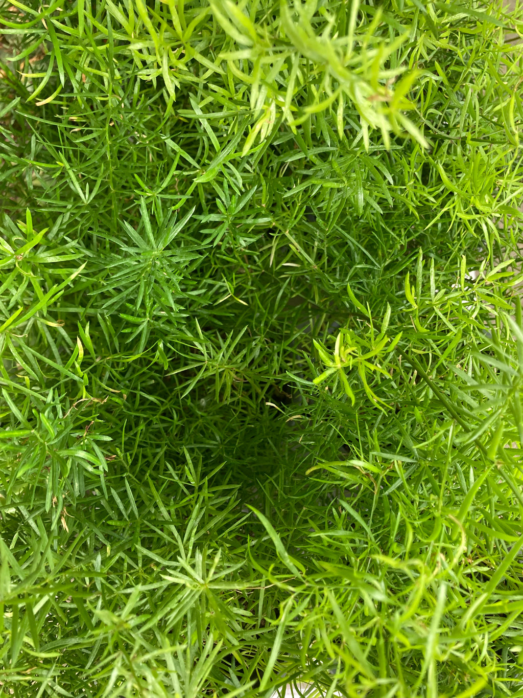 Indoor Ferns - Asparagus Ferns (Free UK Postage)