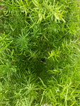Indoor Ferns - Asparagus Ferns (Free UK Postage)