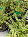 Hardy Evergreen Ferns - Maidenhair Spleenwort (Free UK Postage)