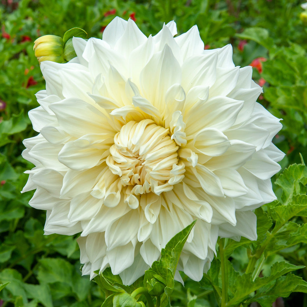 Dahlia 'Fleurel' decorative dinnerplate flowered - 2, 3 or 5 tubers - Free delivery within the UK