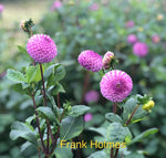 Dahlia 'Frank Holmes' pompon flowered - 2, 3 or 5 tubers - Free delivery within the UK
