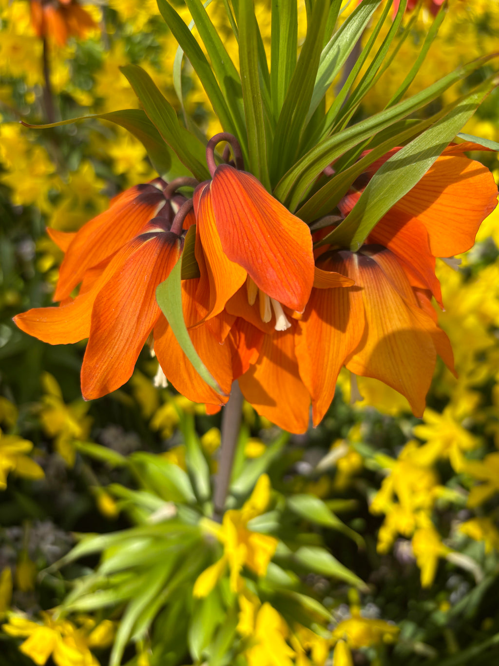 Fritillaria imperialis 'Sunset' (Bulbs) Free UK Postage