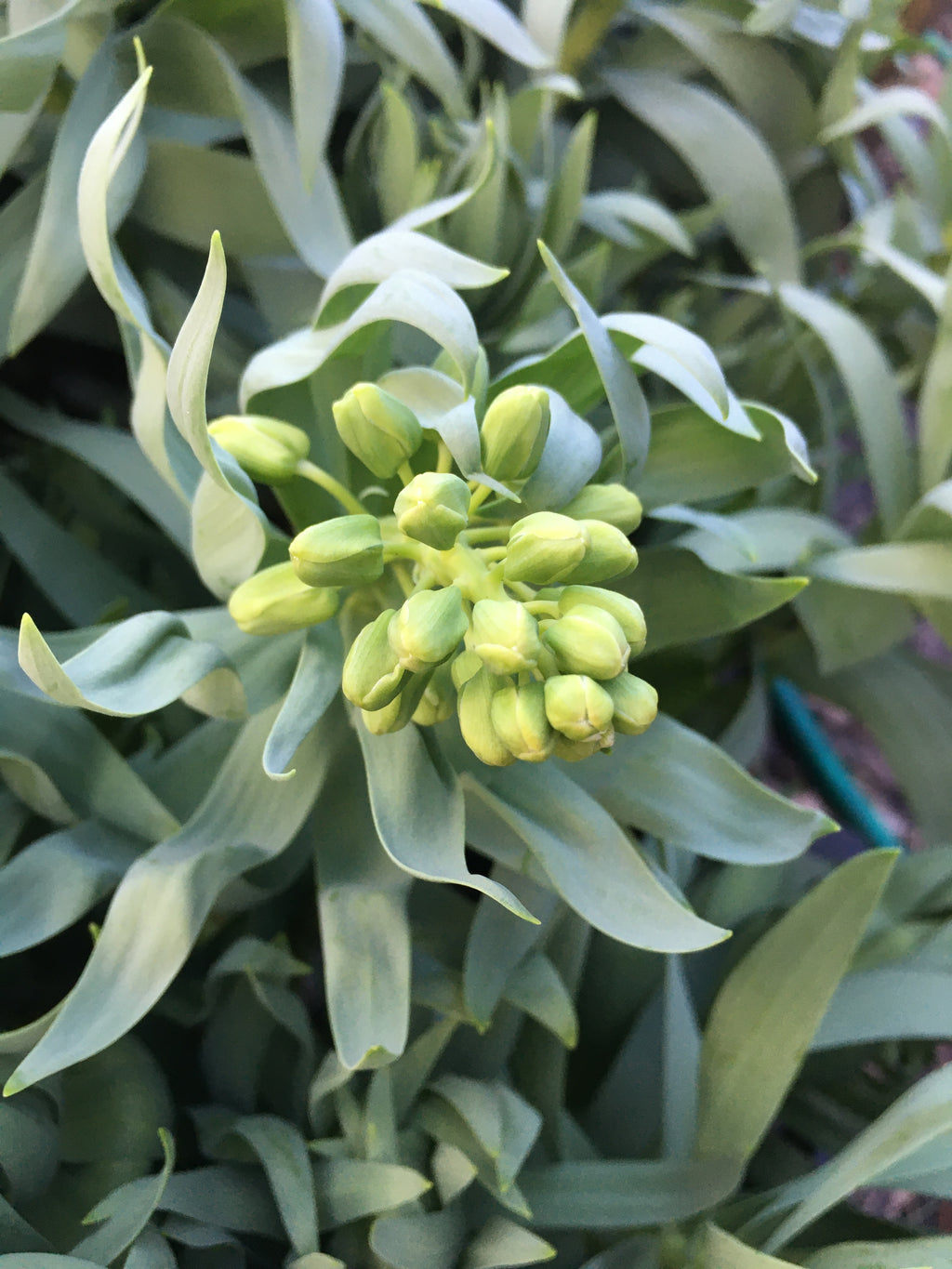 Bulbs of Fritillaria persica 'Alba' (Free UK Postage)