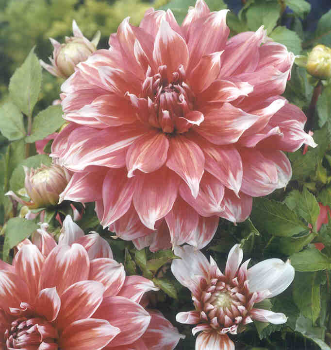 Orange and White Dahlia Frost Nip (Large Decorative) Tuber To Plant (Free UK Postage)