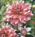 Orange and White Dahlia Frost Nip (Large Decorative) Tuber To Plant (Free UK Postage)