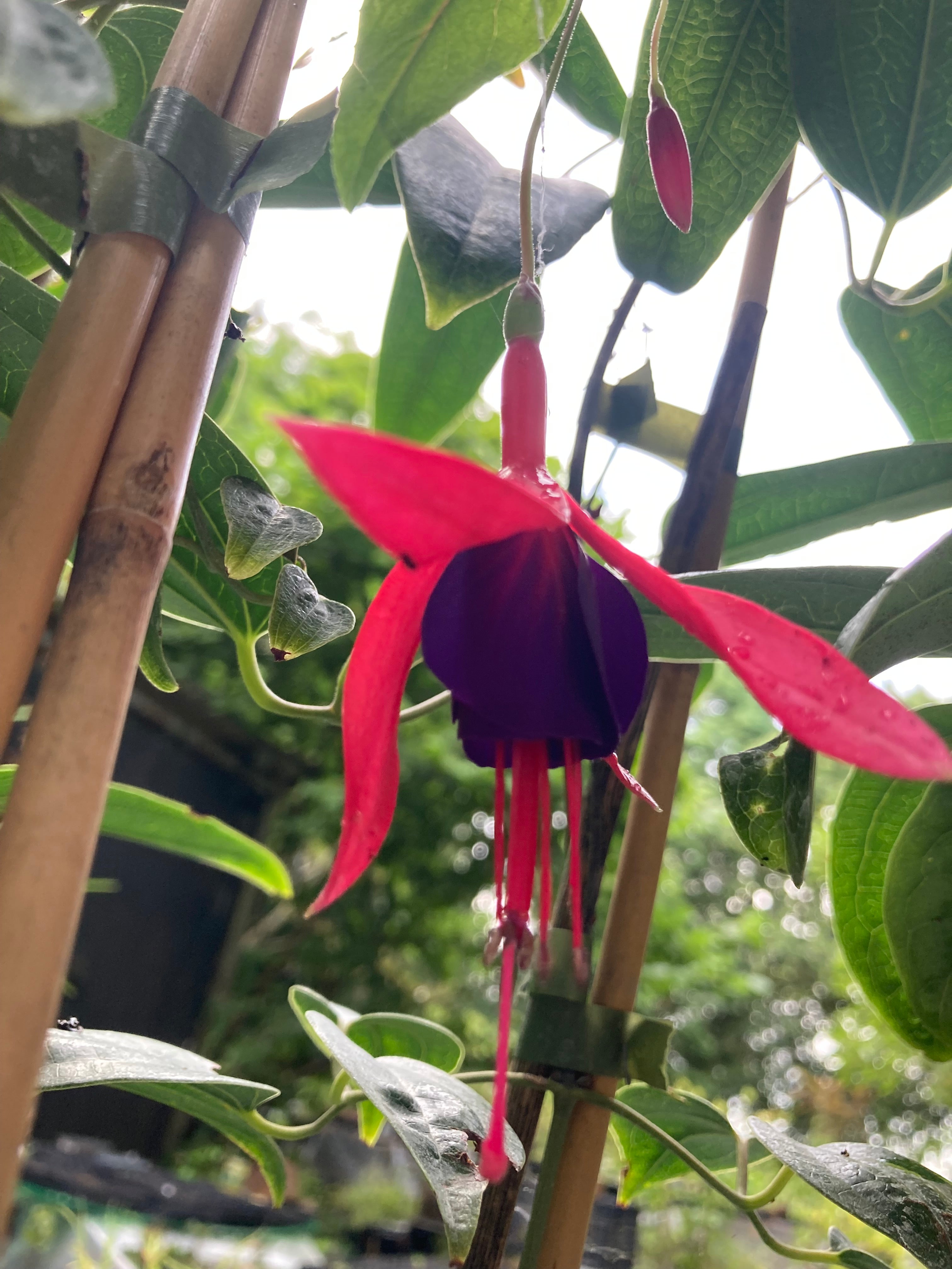 Hardy Fuchsia 'Brutus' (Ready to Transplant 5cm Plugs) Free UK Postage