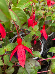 Hardy Fuchsia Plants 'Mrs Popple' (9cm Pots) Free UK Postage