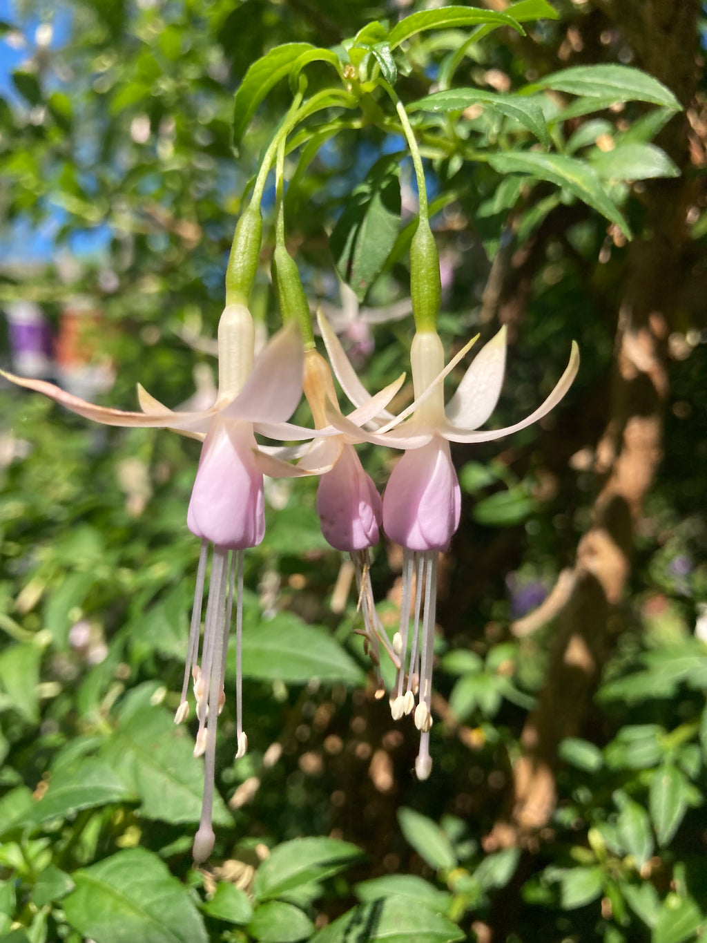 White Hardy Fuchsia 'Hawkshead' (Ready to Transplant 5cm Plugs) Free UK Postage