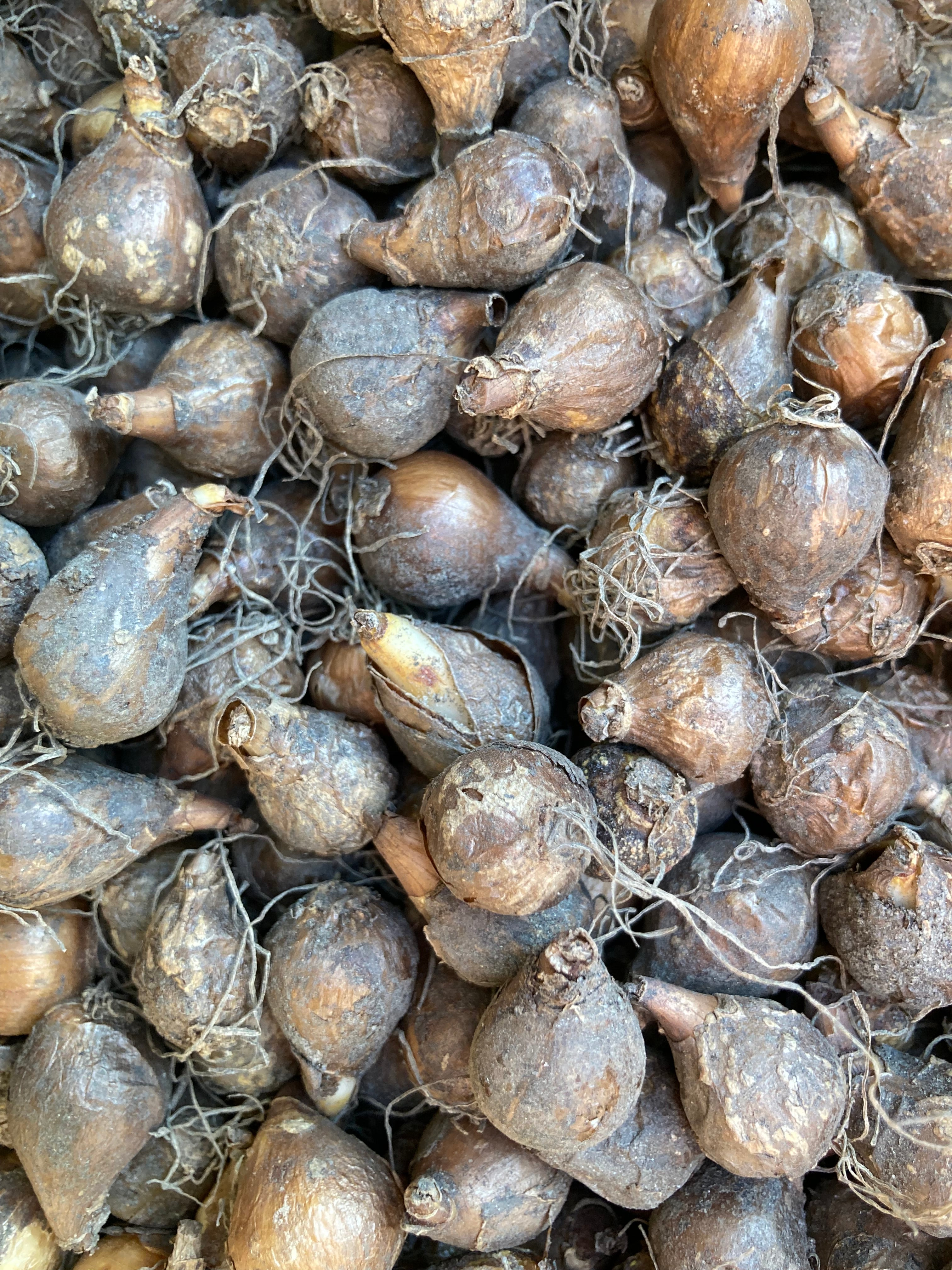 Single Snowdrop (Nursery Cultivated Bulbs) Free UK Shipping