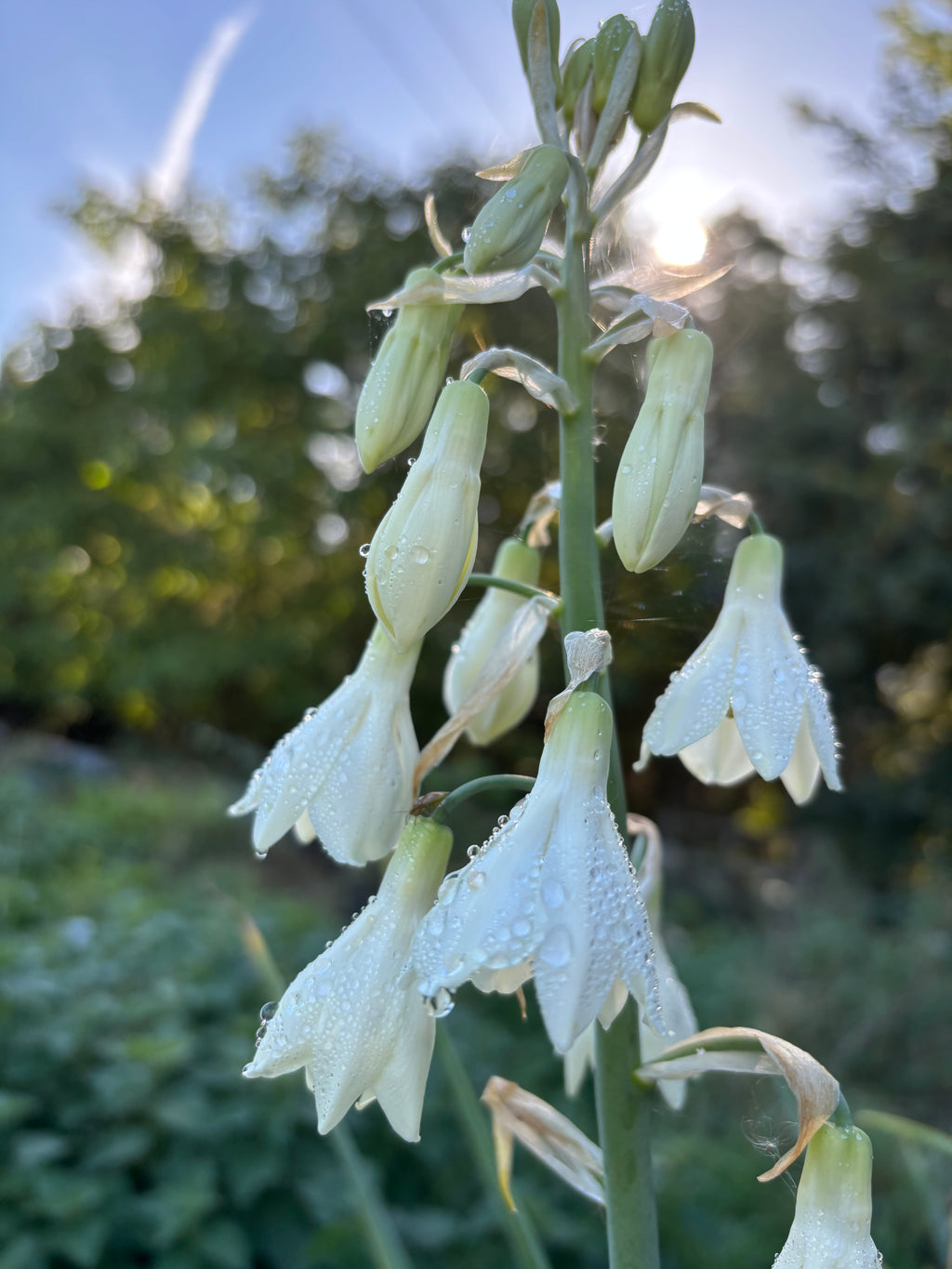 Galtonia candicans or Spire Lily (Bulbs to Plant Yourself) Free UK Postage
