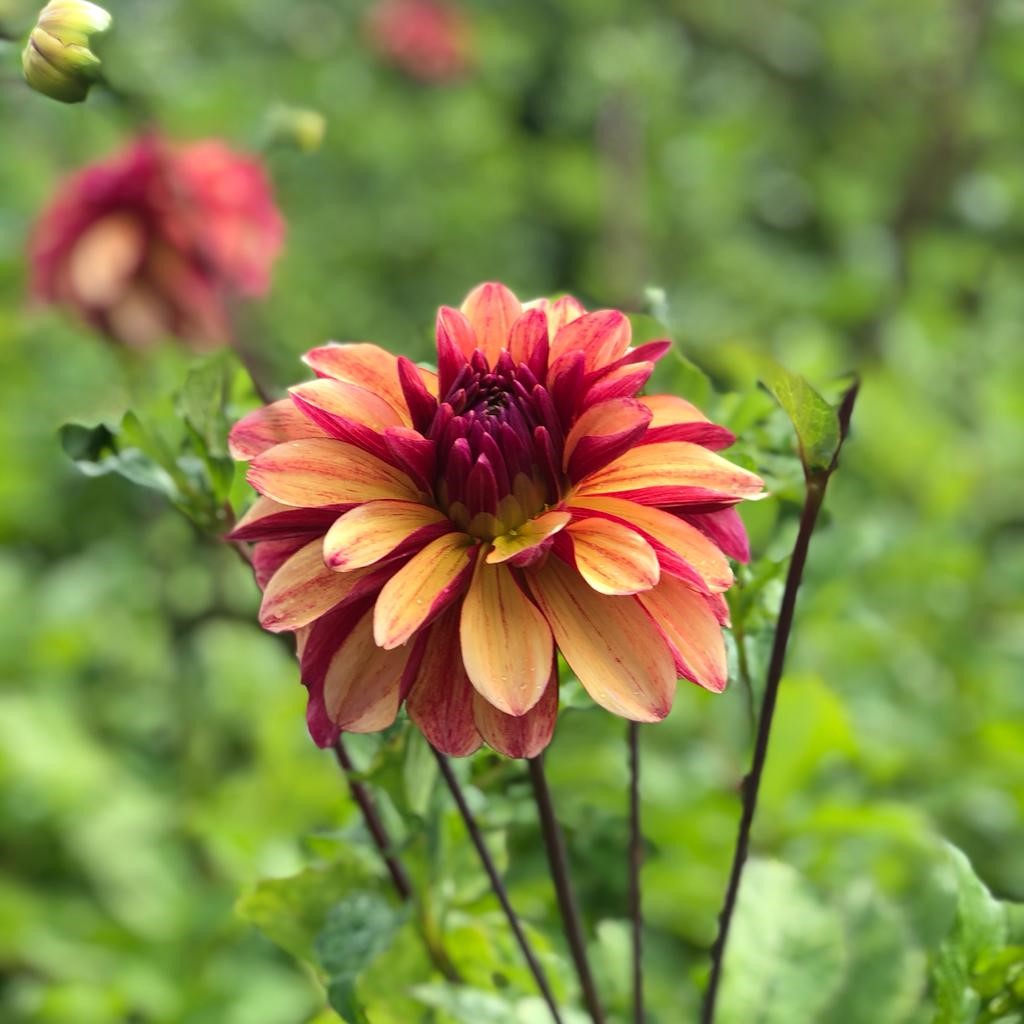 Dahlia 'Gitt's Crazy' decorative flowered - 2, 3 or 5 tubers - Free delivery within the UK