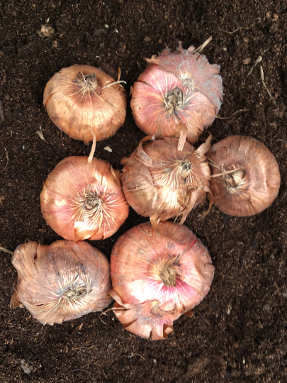 Mixed Gladioli Corms Ready-To-Plant (Free UK Postage)