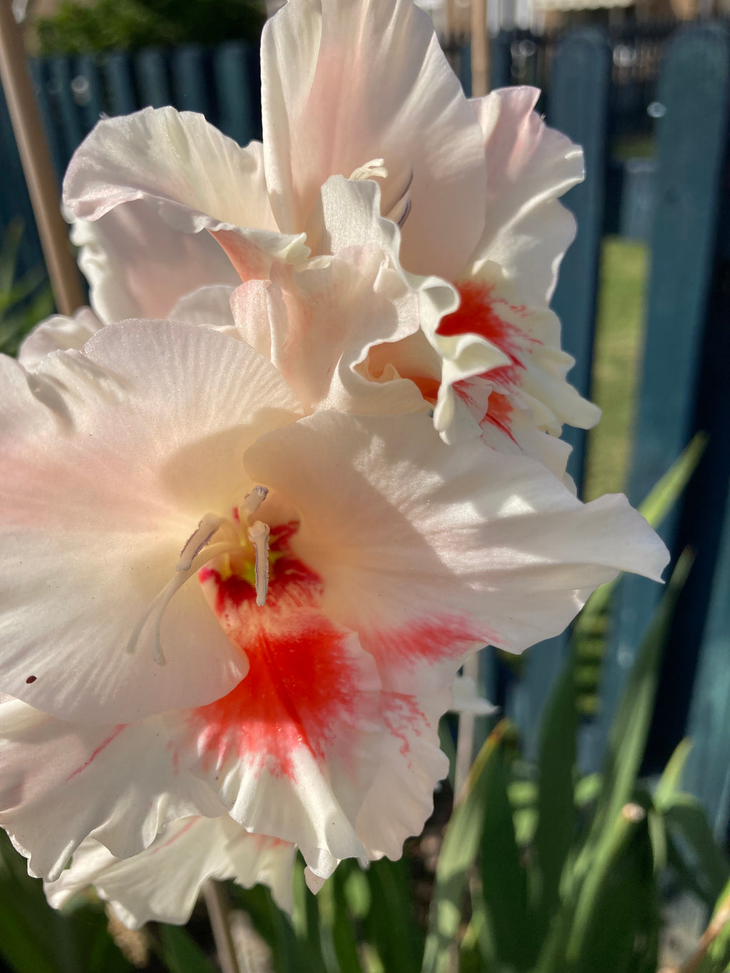 Five Gladioli 'Carine' (Corms To Plant) Free UK Postage