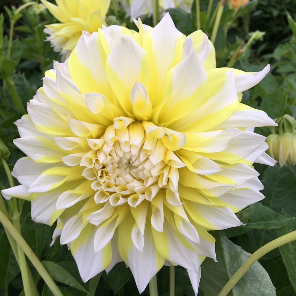 Dahlia 'Grand Prix' decorative giant flowered - 2, 3 or 5 tubers - Free delivery within the UK