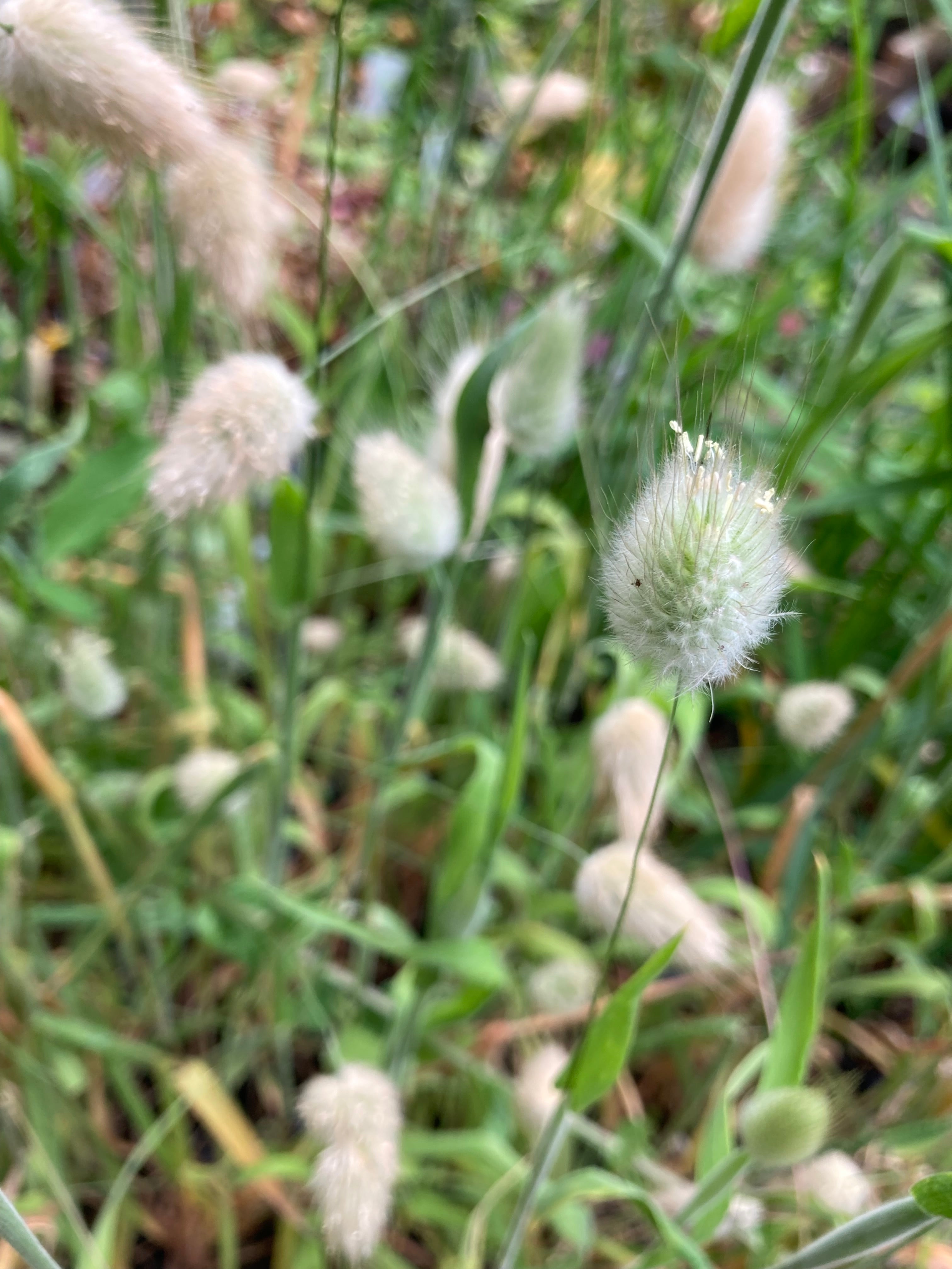 Ornamental Grass Lagurus ovatus or 'Bunny Tails' (12cm Pots) Free UK Delivery