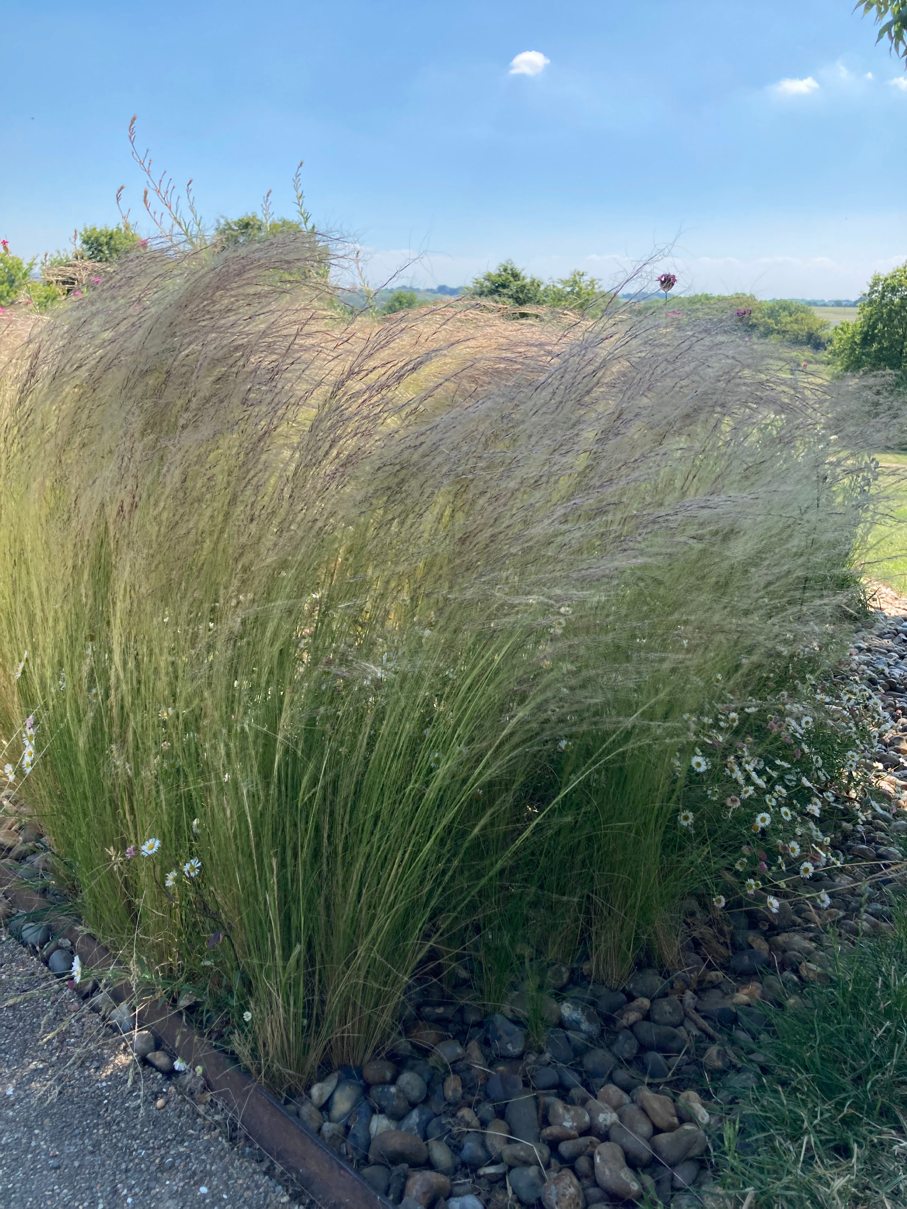 Ornamental Grass 'Ponytails' or Stipa tenuissima (10cm Dia Pots) Free UK Postage