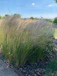 Ornamental Grass 'Ponytails' or Stipa tenuissima (10cm Dia Pots) Free UK Postage