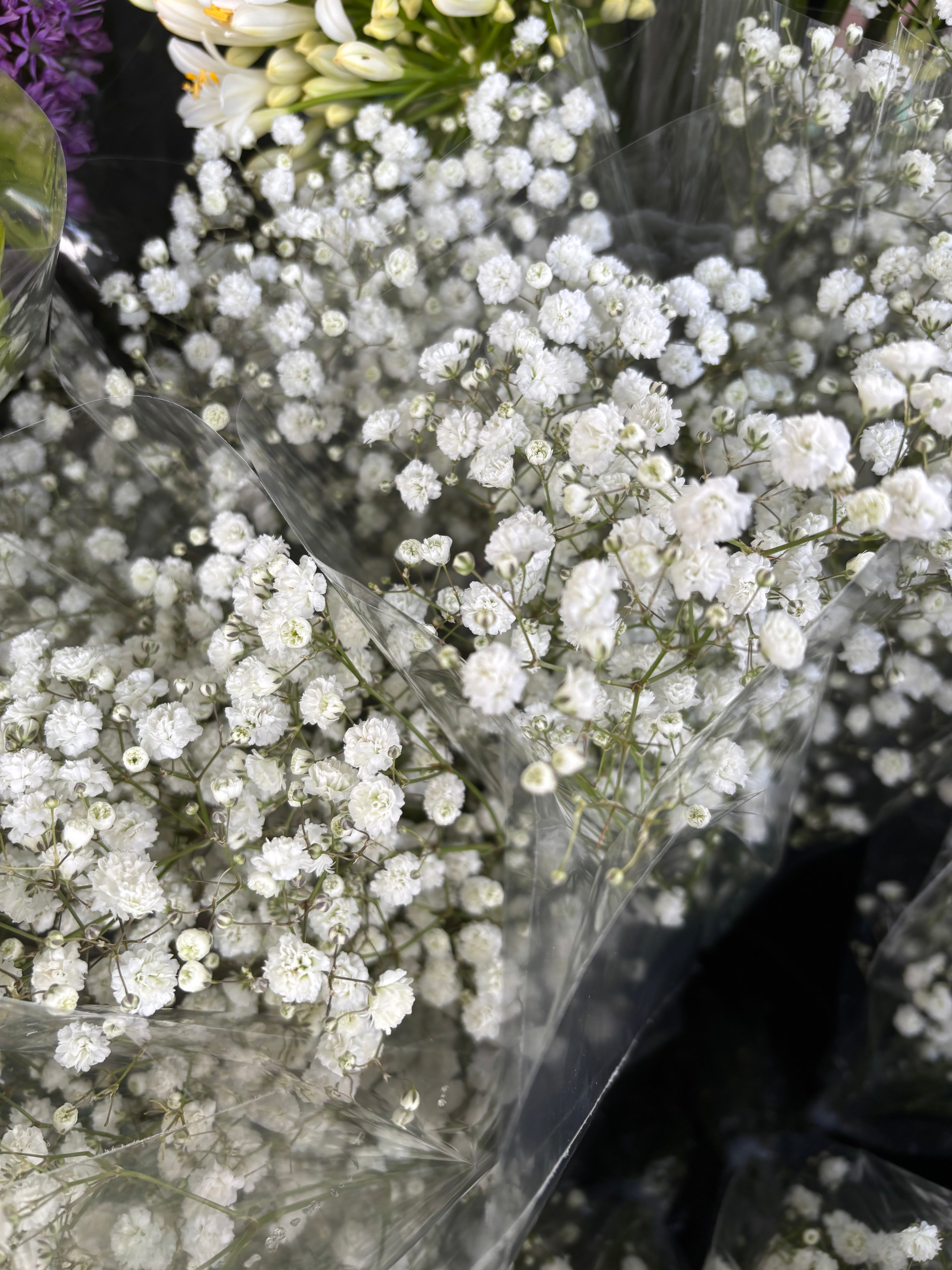 Gypsophila or Baby's Breath (Budding Section of Root to Plant Yourself) Free UK Postage