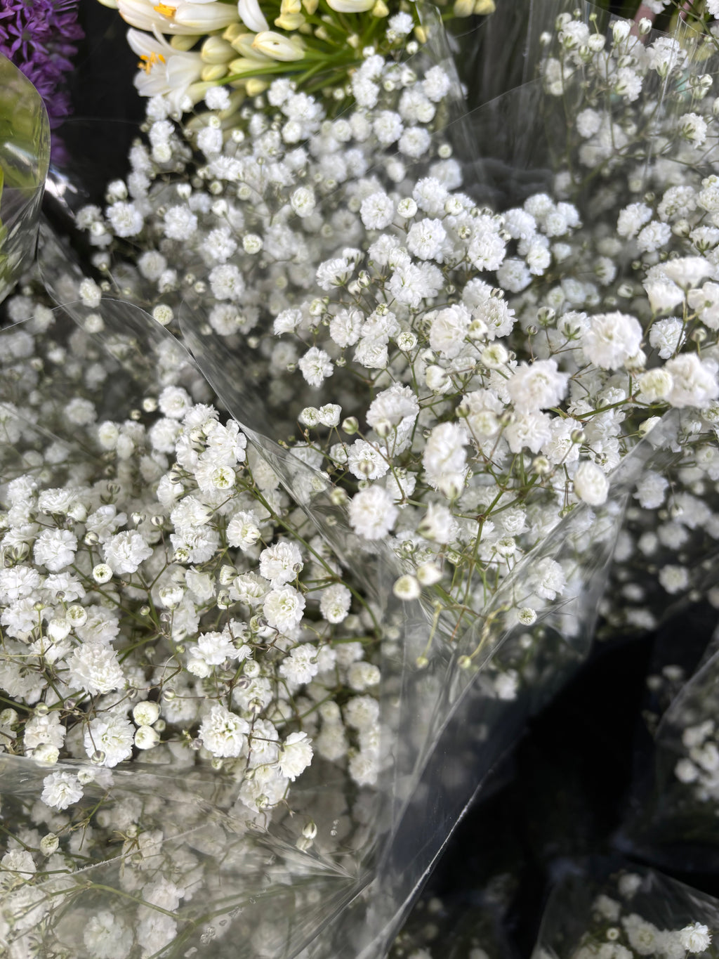 Gypsophila or Baby's Breath (Budding Section of Root to Plant Yourself) Free UK Postage
