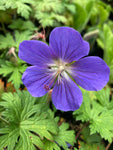 Hardy Geranium ‘Orion’ (12cm Pots) Free UK Postage