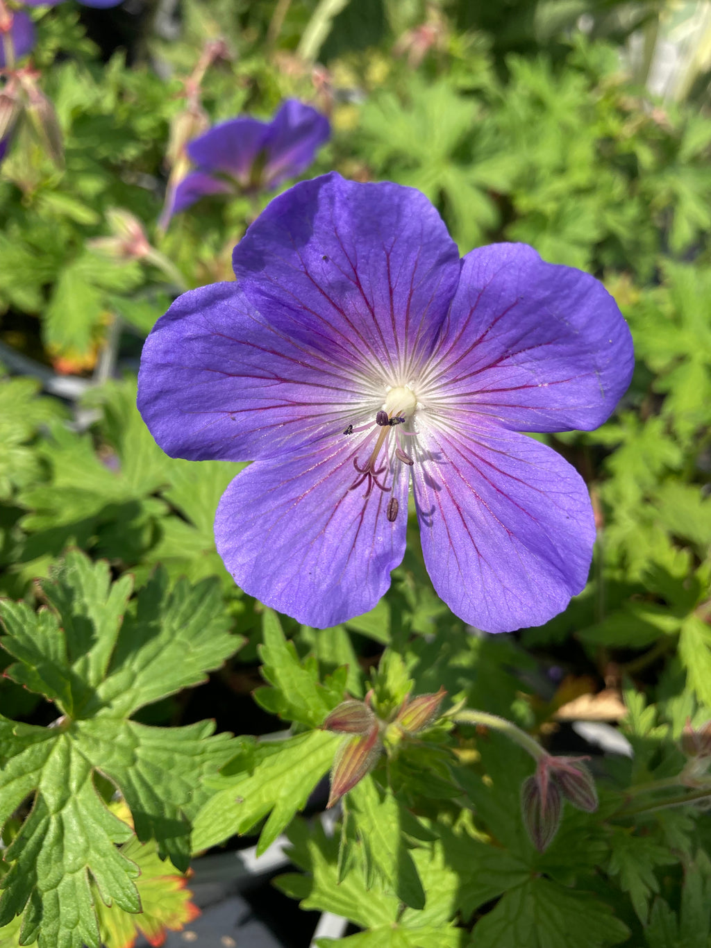 Hardy Geranium ‘Johnson's Blue’ (12cm Pots) Free UK Postage